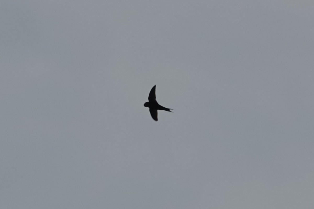 Ластівка сільська - ML645889494