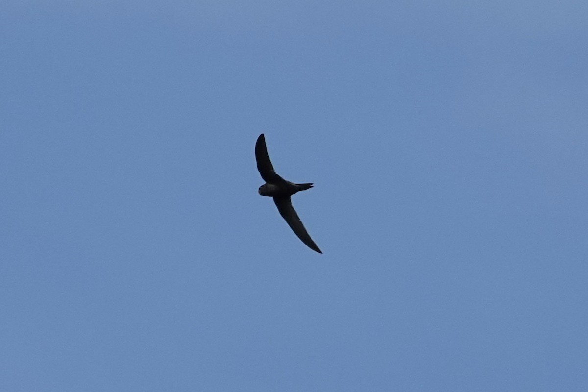 Common Swift - ML645889495