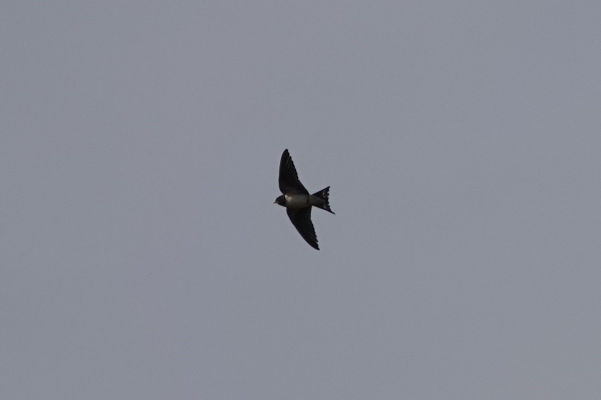 Ластівка сільська - ML645889497