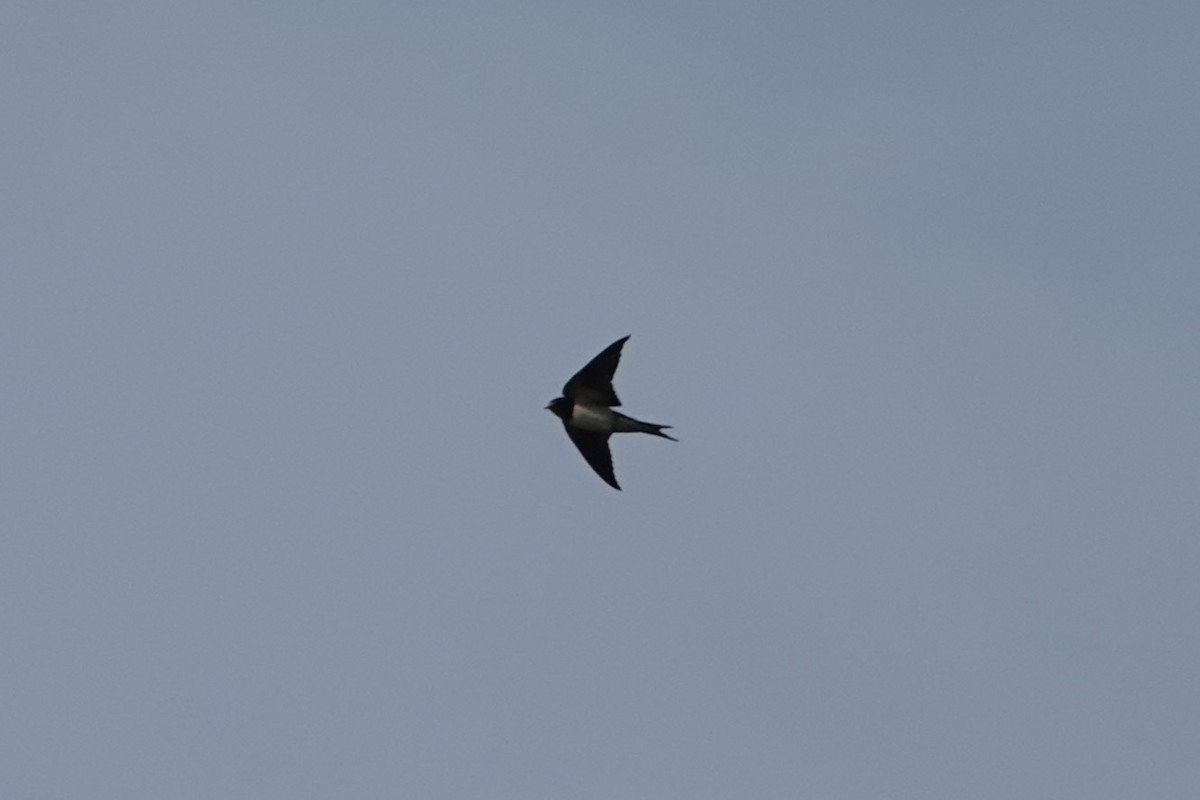 Ластівка сільська - ML645889498