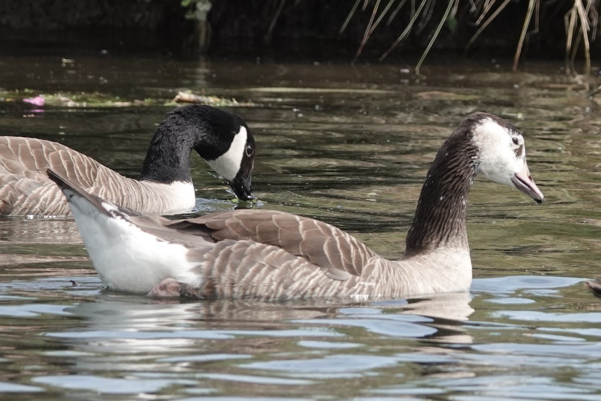 Горлиця садова - ML645889505