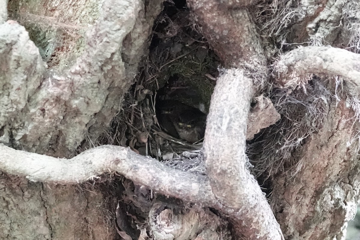 Горлиця садова - ML645889506