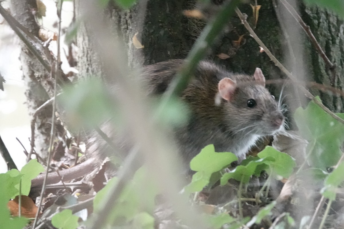 Горлиця садова - ML645889507