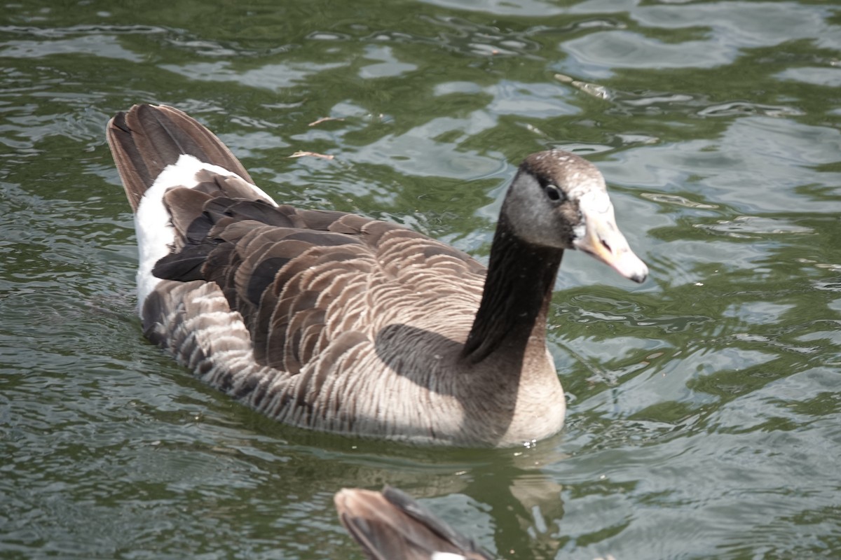 Горлиця садова - ML645889509