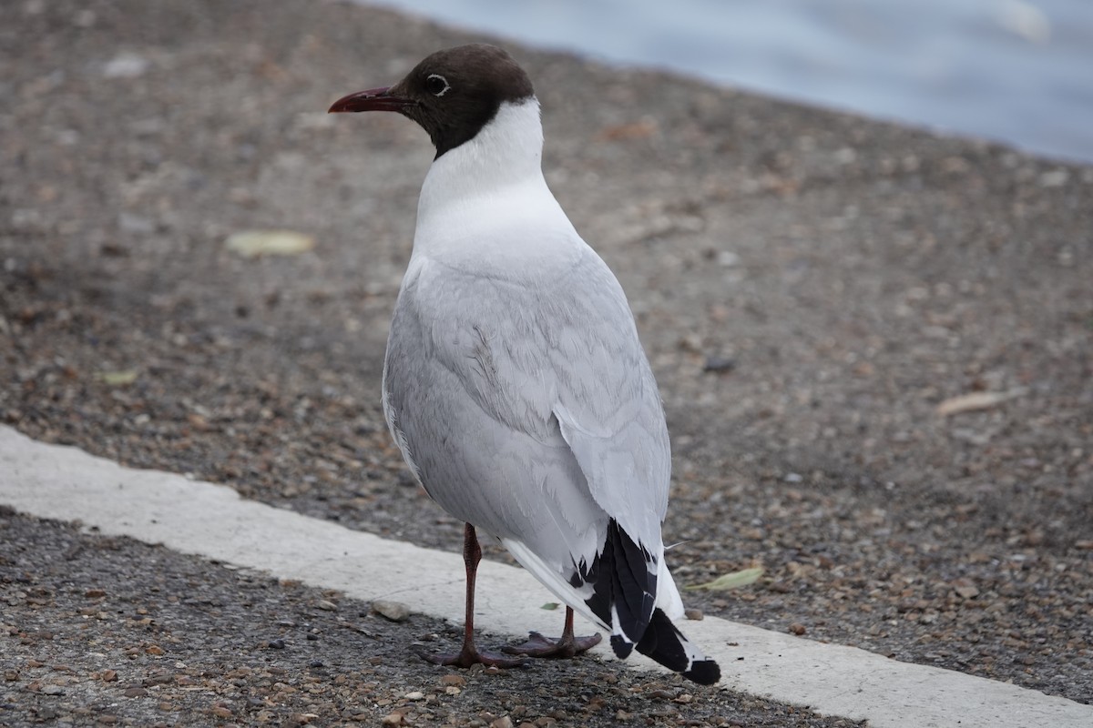 Горлиця садова - ML645889510