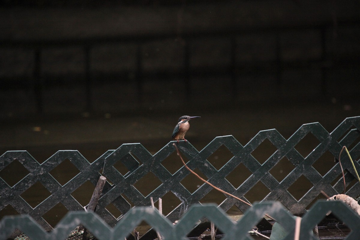 Рибалочка блакитний - ML645889511