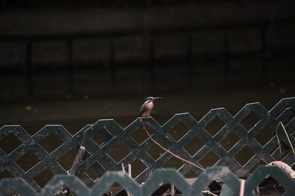 Рибалочка блакитний - ML645889512