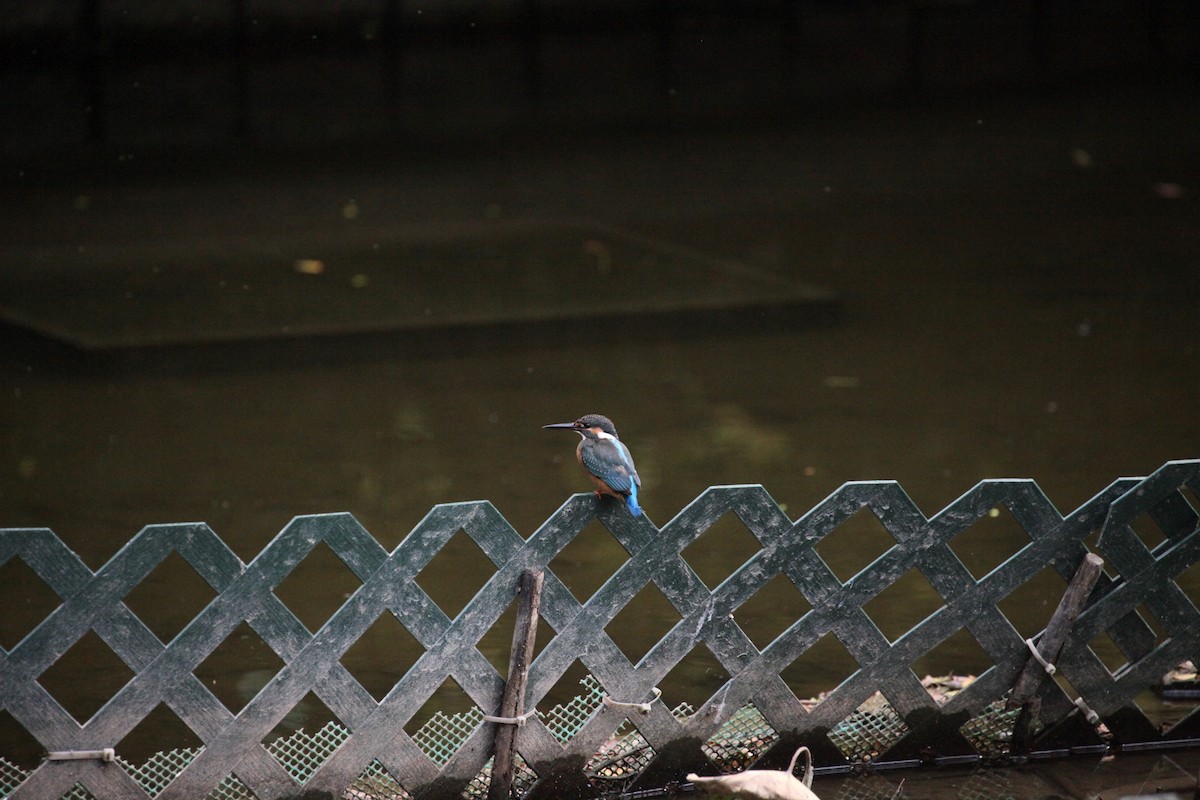 Рибалочка блакитний - ML645889513