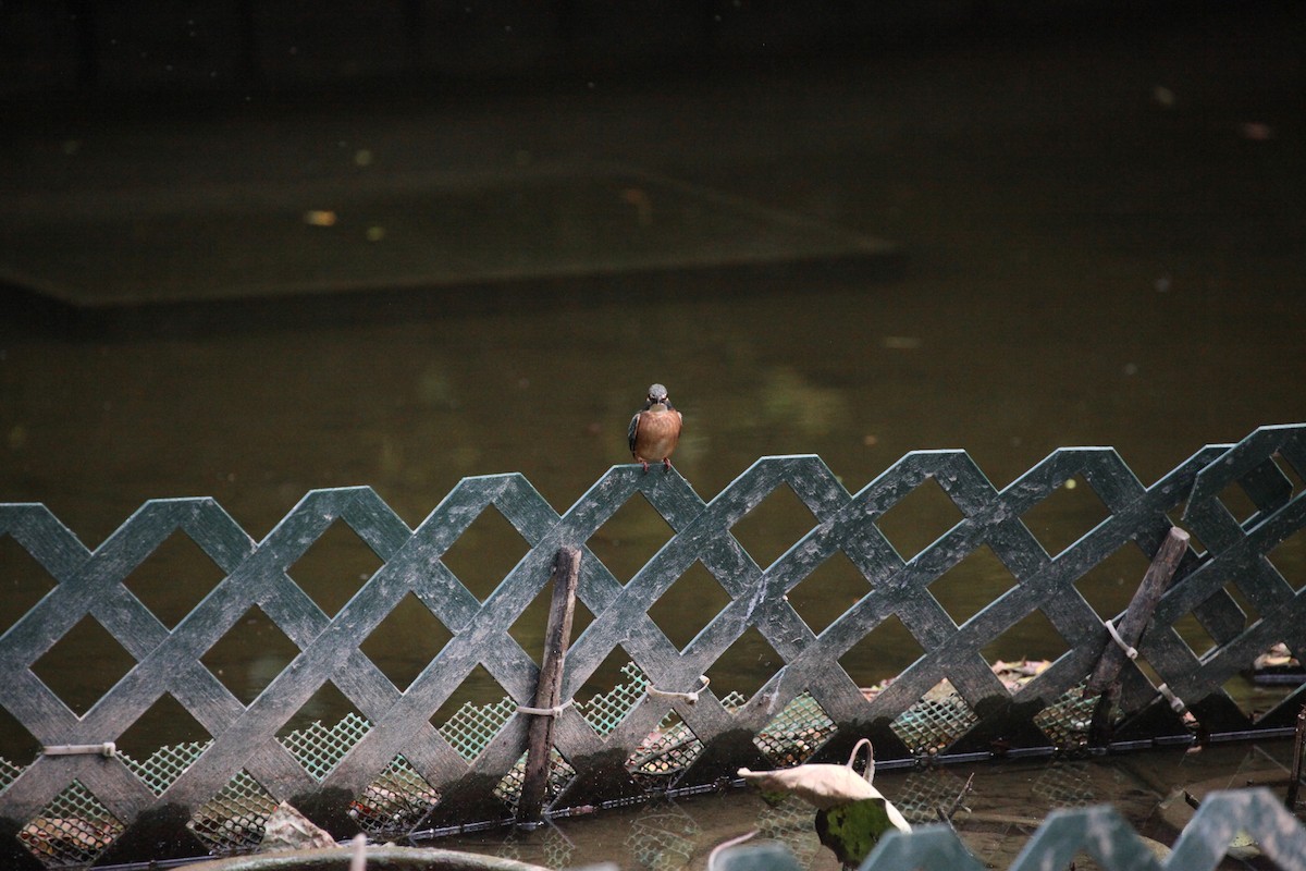 Рибалочка блакитний - ML645889514