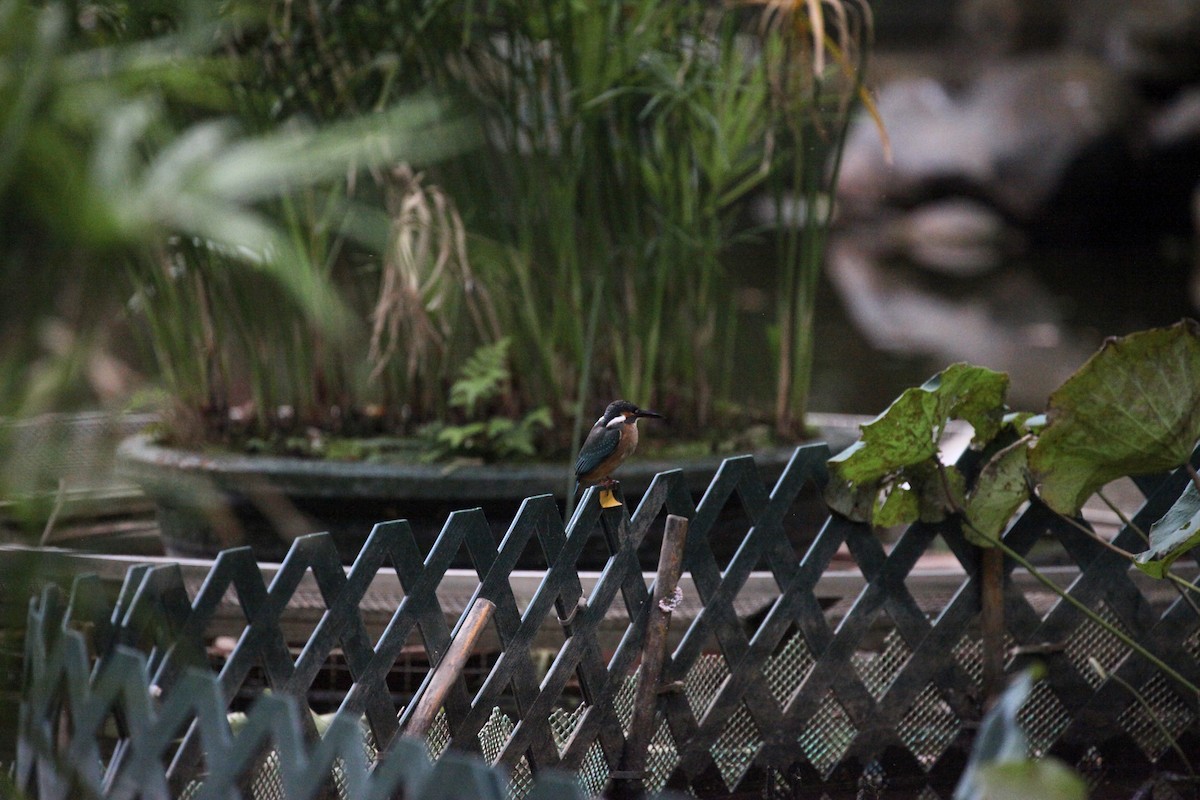 Рибалочка блакитний - ML645889515