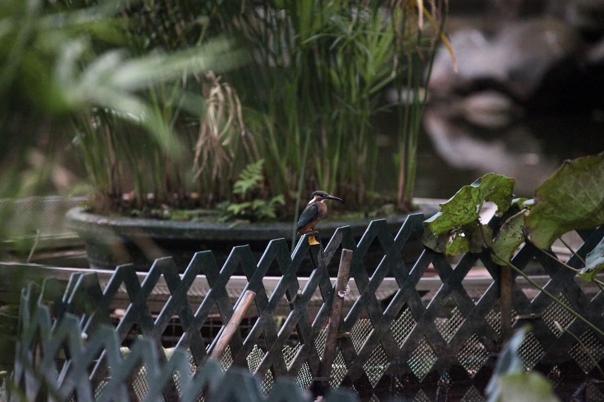 Рибалочка блакитний - ML645889516