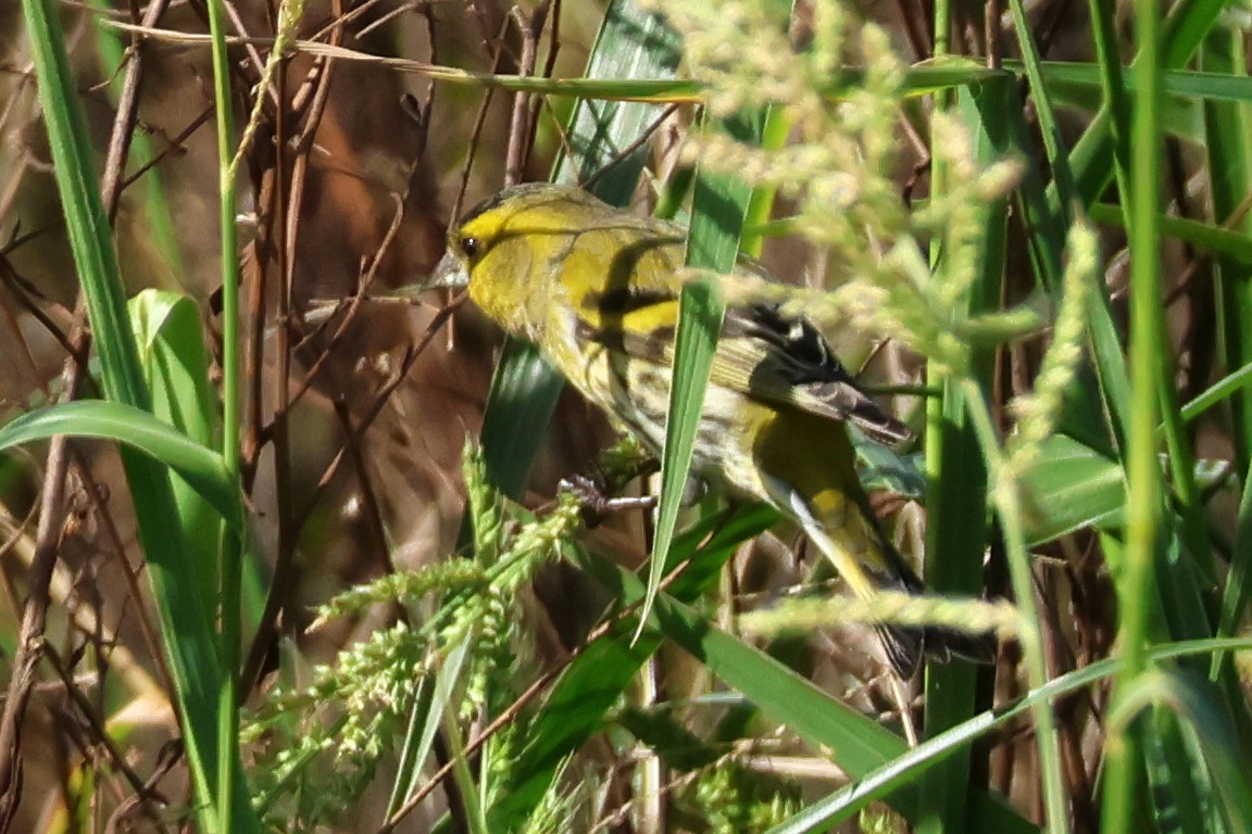 Чиж лісовий - ML645889517