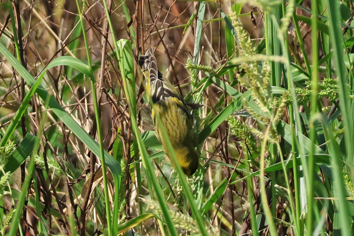 Чиж лісовий - ML645889518