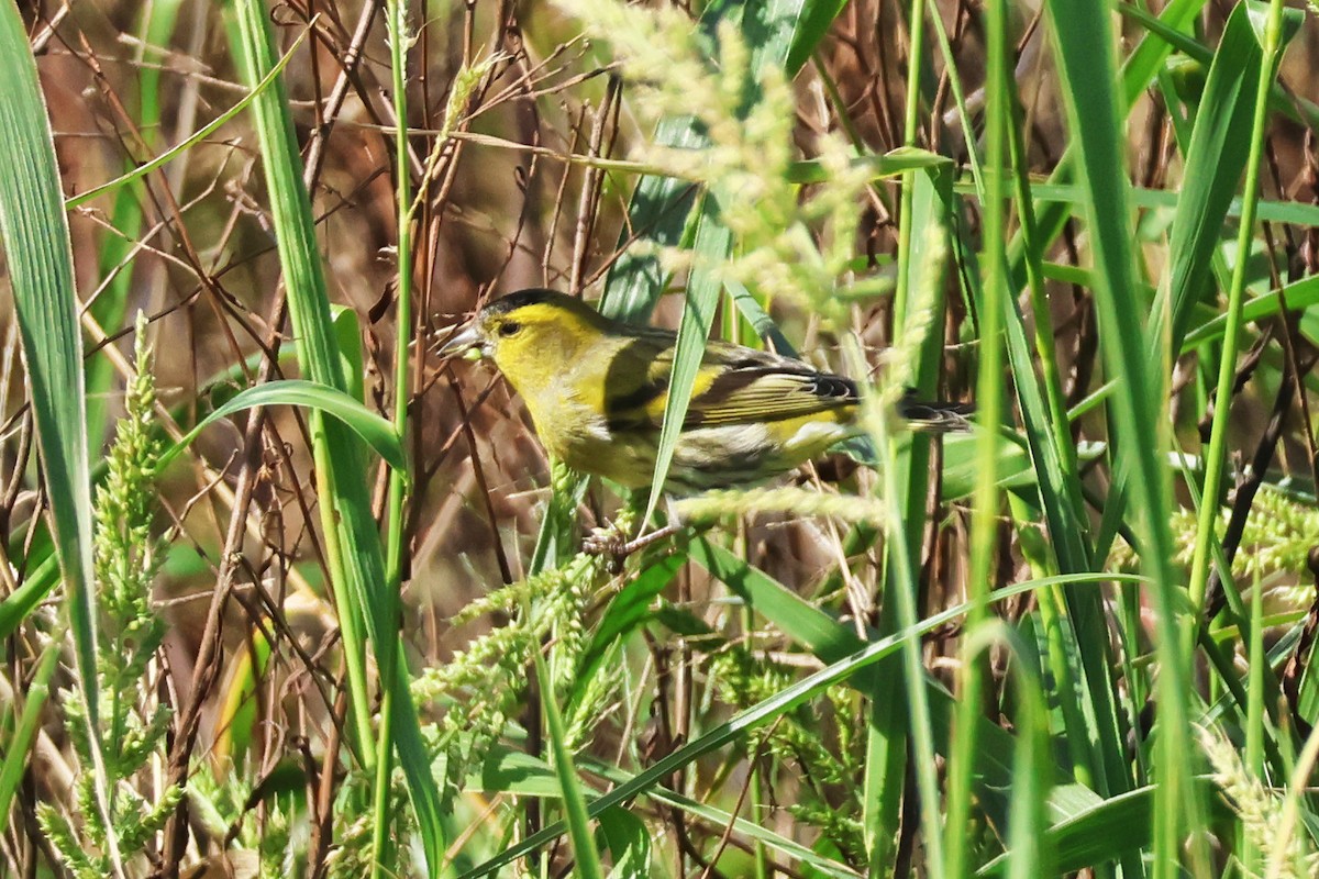 Чиж лісовий - ML645889519