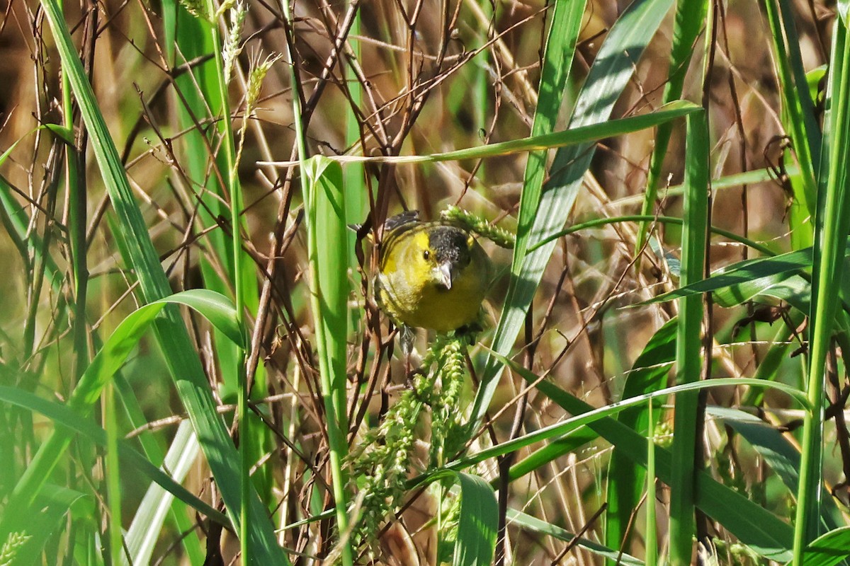 Чиж лісовий - ML645889520