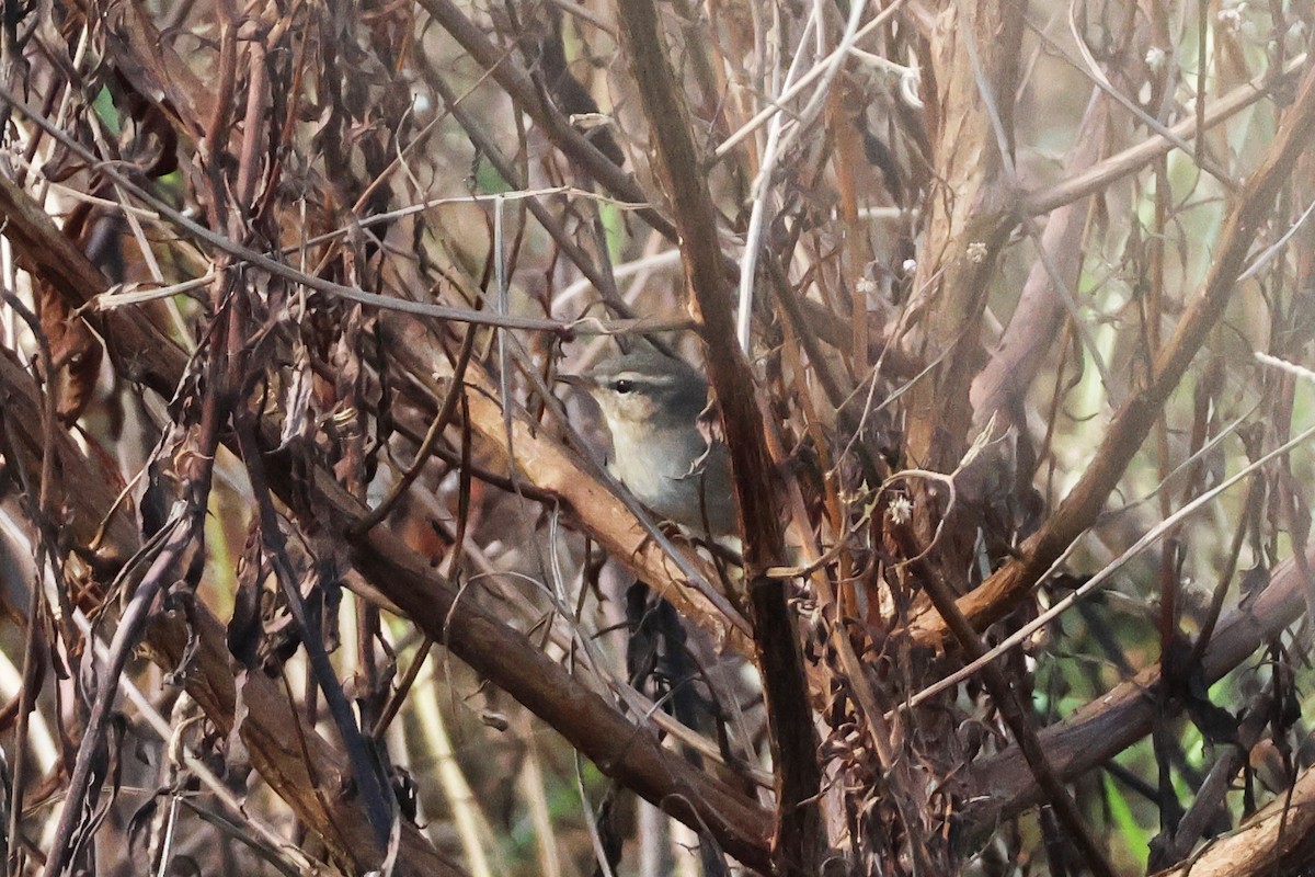 Вівчарик бурий - ML645889523