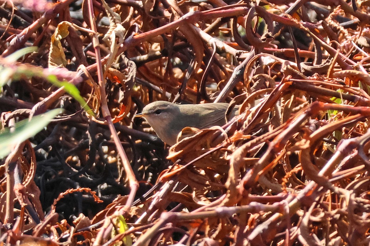 Вівчарик бурий - ML645889524