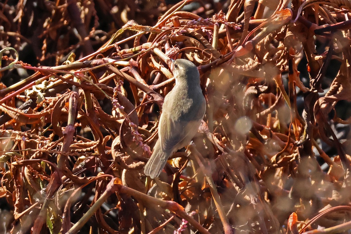 Вівчарик бурий - ML645889525