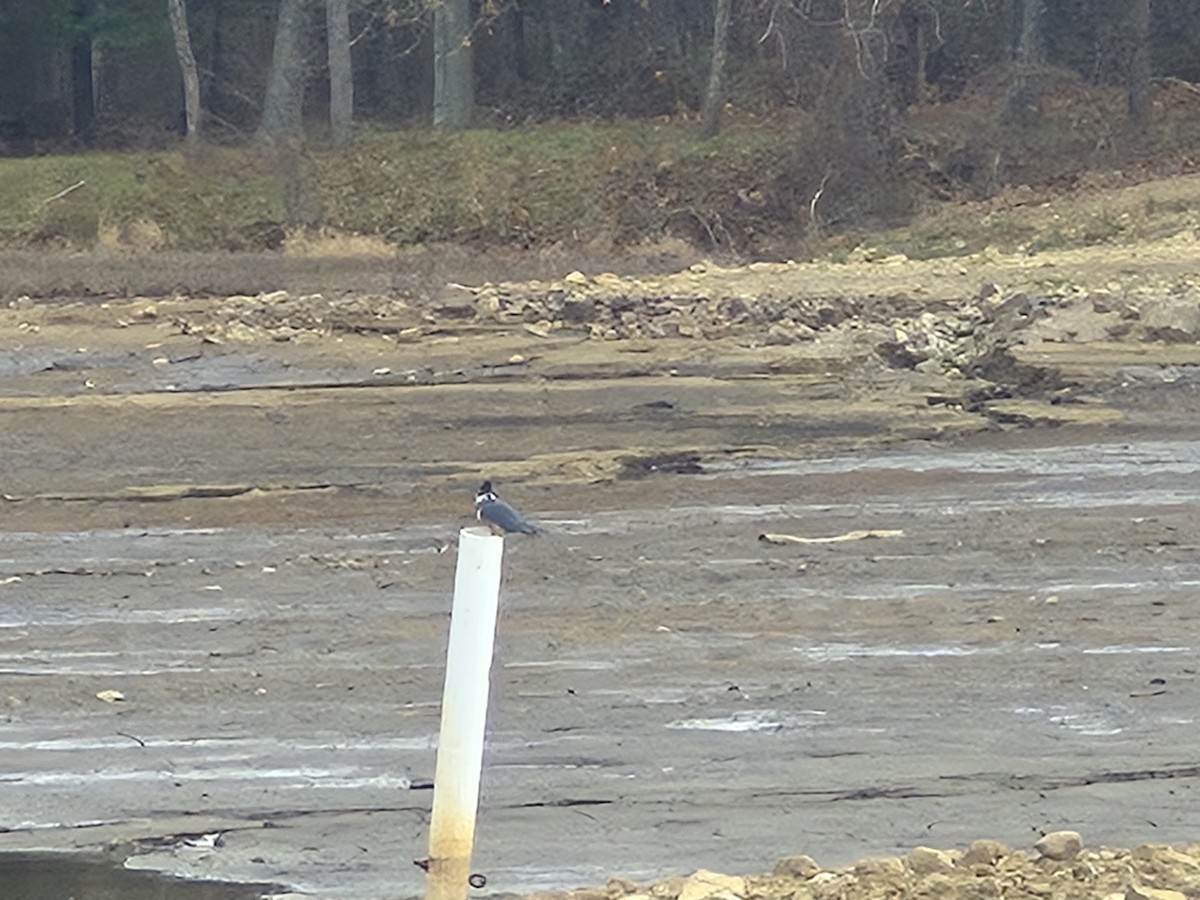 Рибалочка-чубань північний - ML645889526