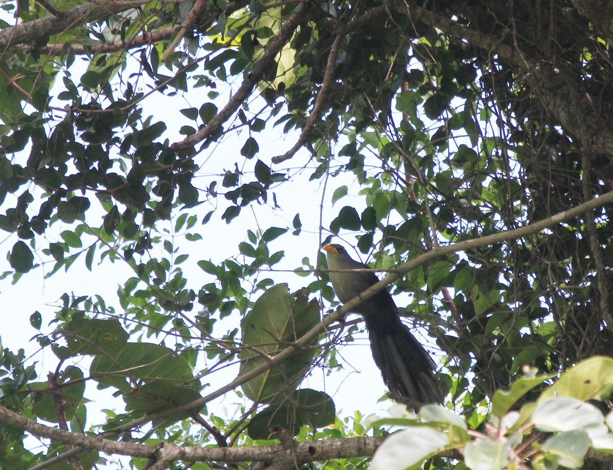 Green Malkoha - ML645889527