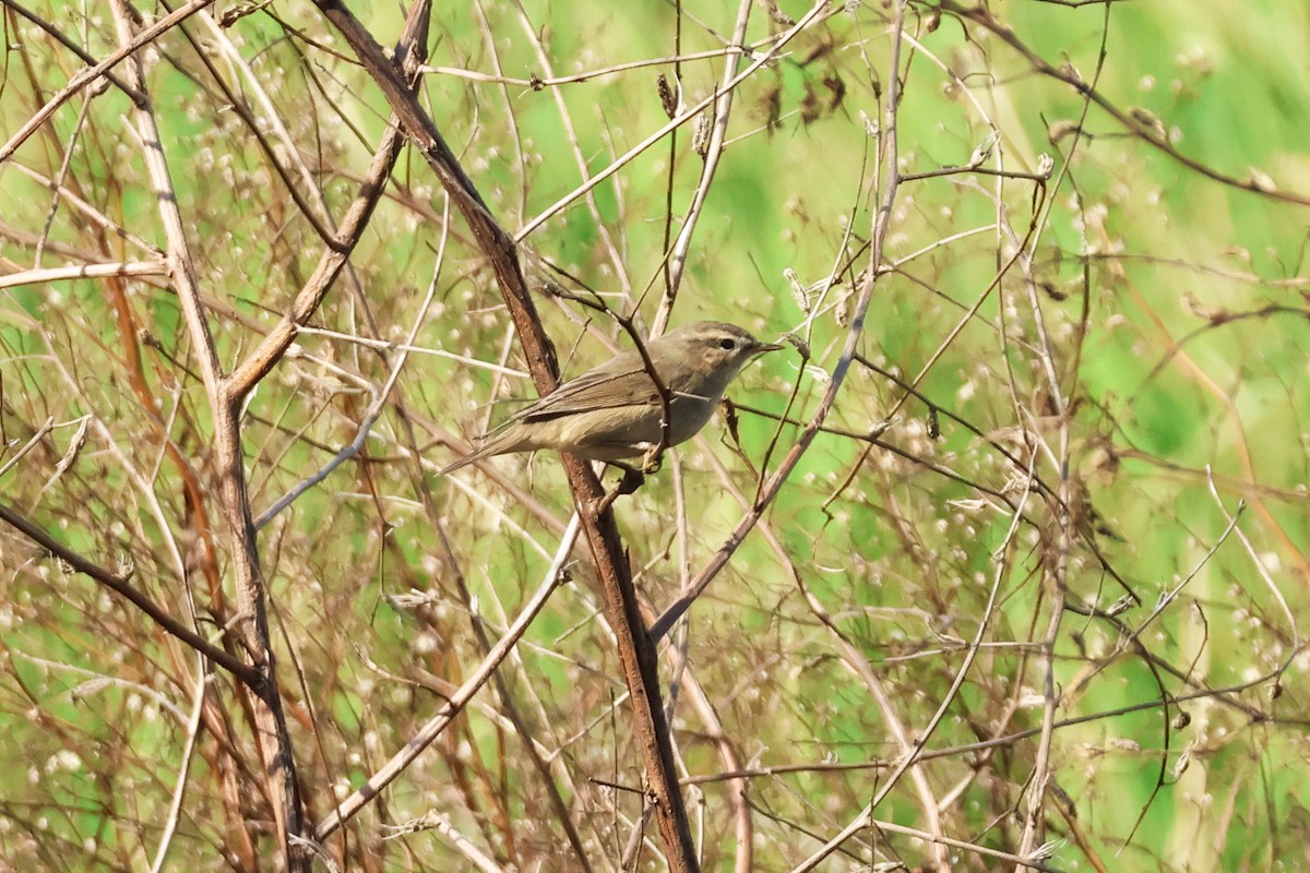 Вівчарик бурий - ML645889528
