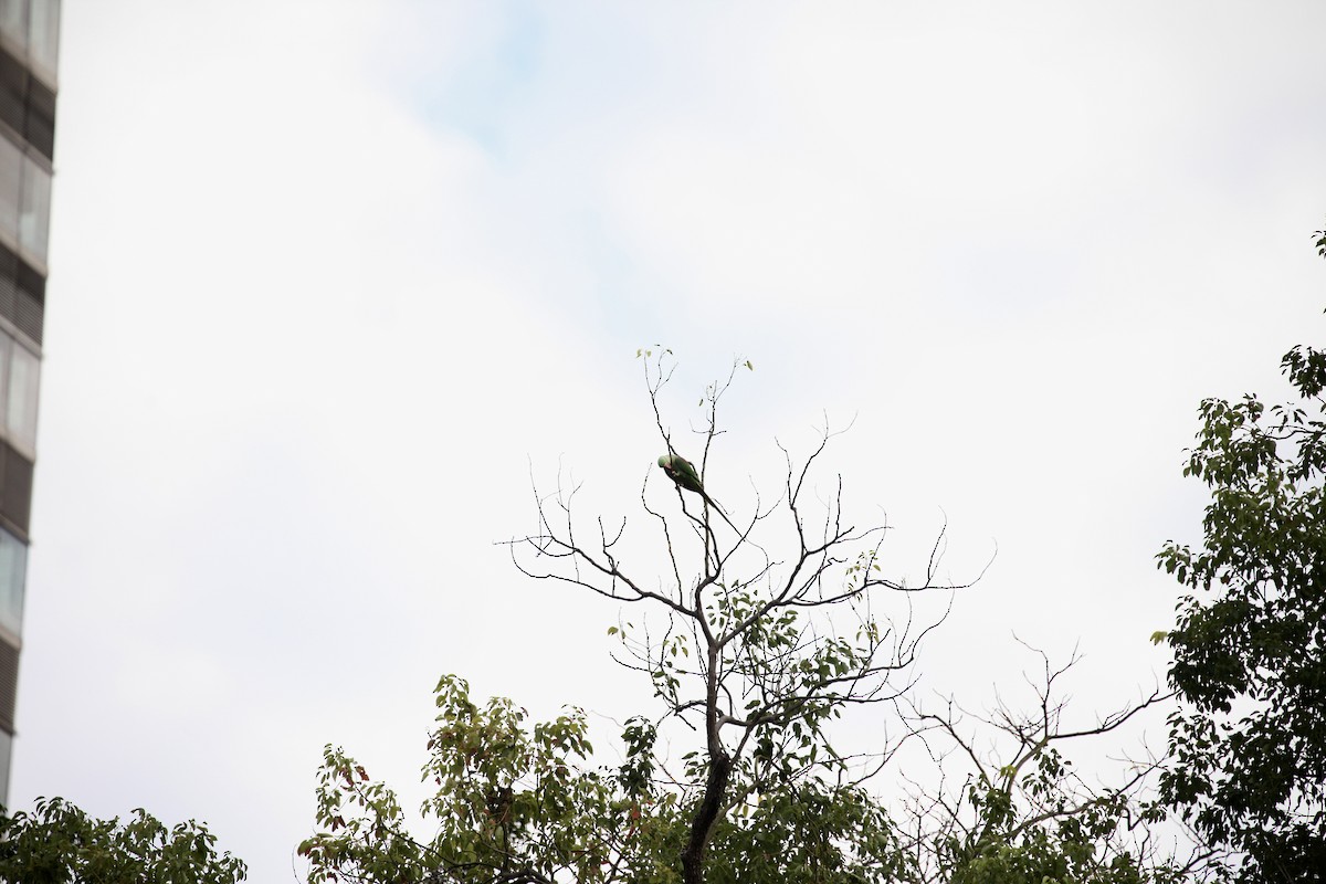 Папужець індійський - ML645889529