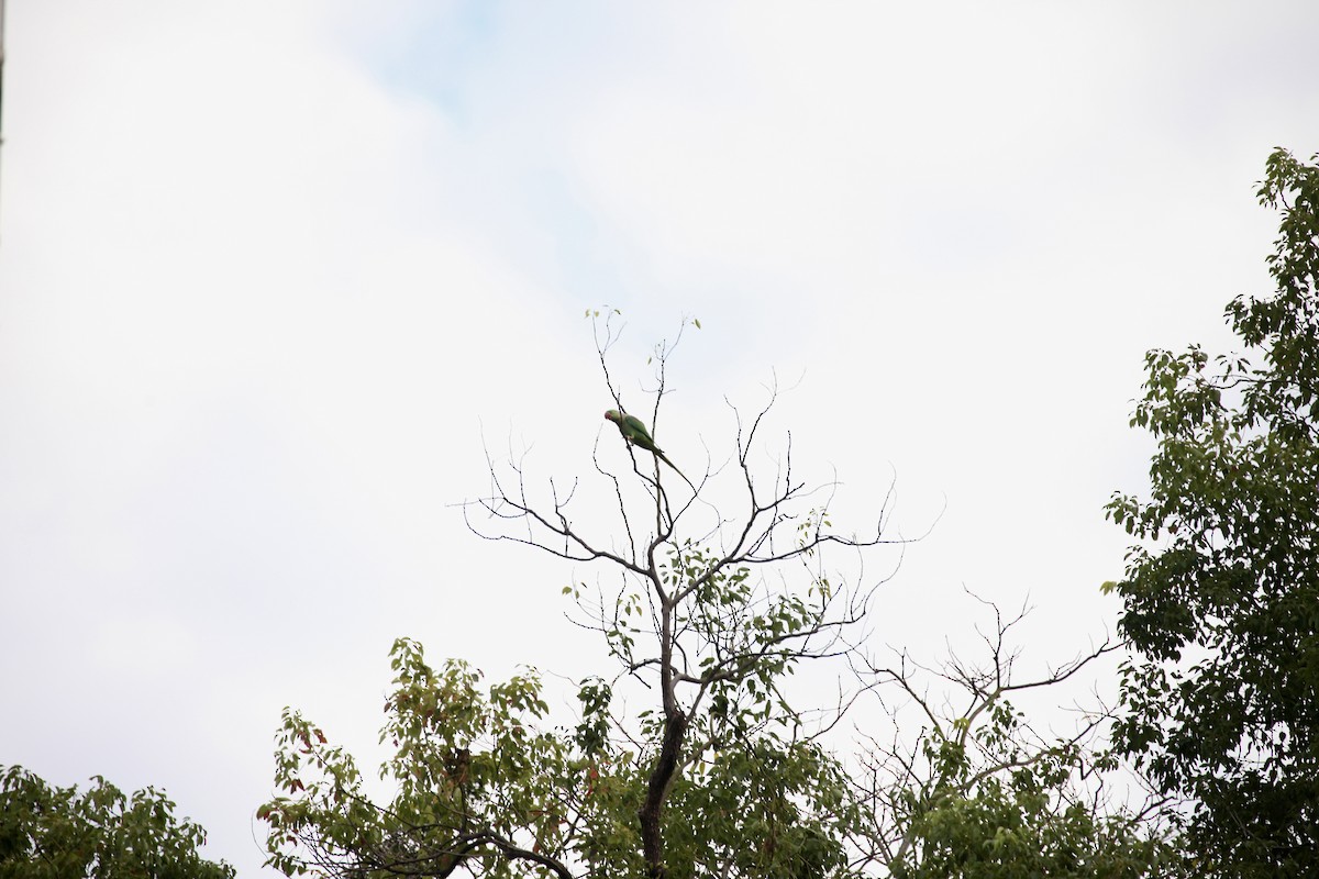 Папужець індійський - ML645889530