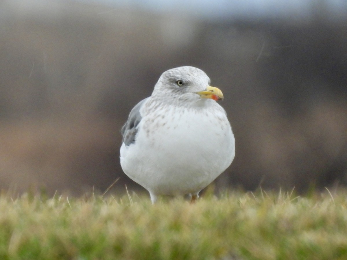 Мартин чорнокрилий - ML645889533