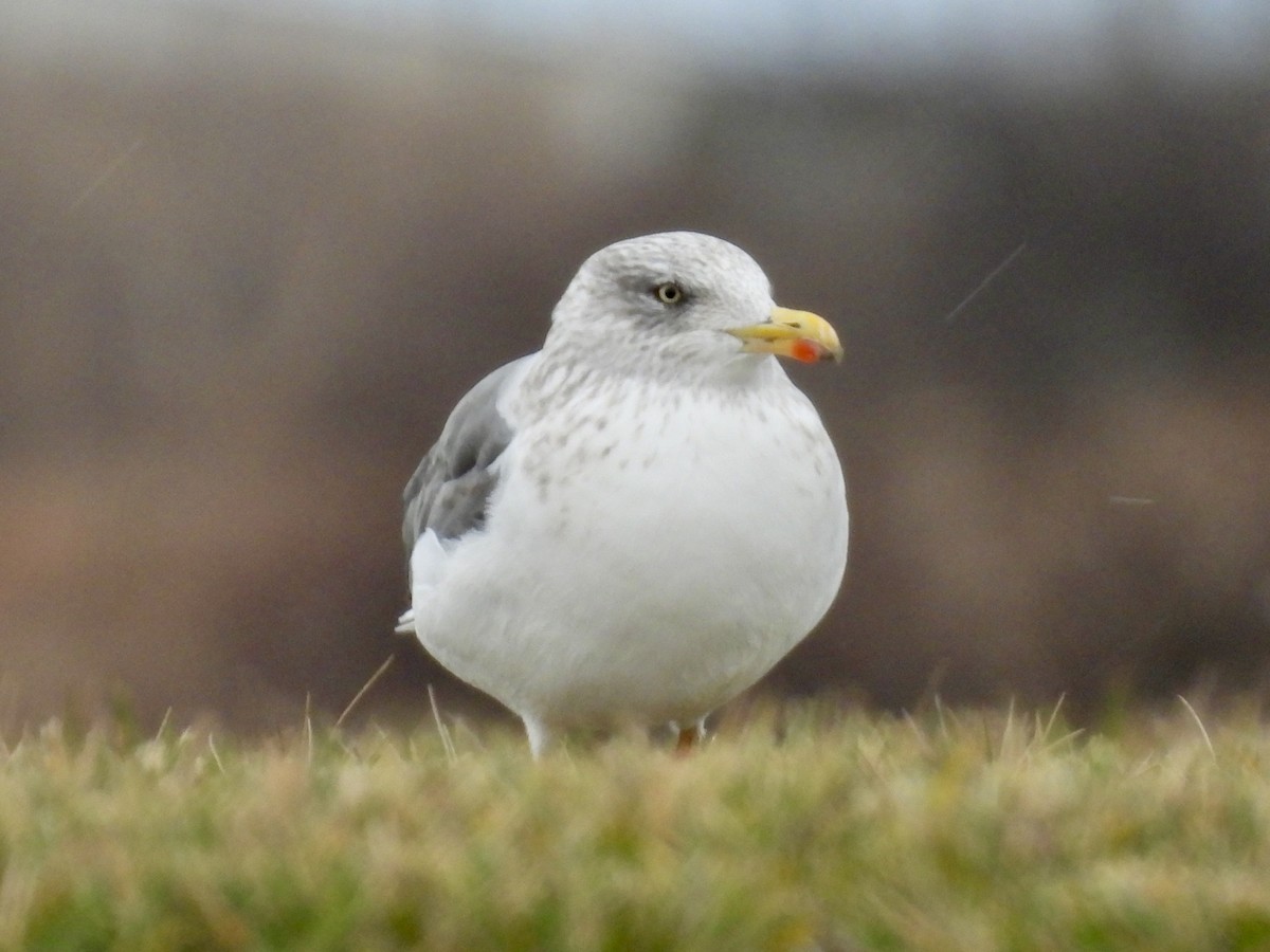 Мартин чорнокрилий - ML645889534