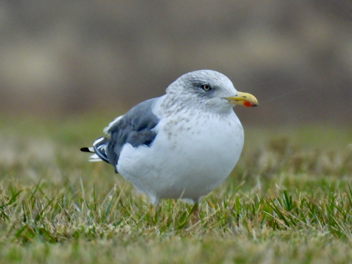 Мартин чорнокрилий - ML645889535