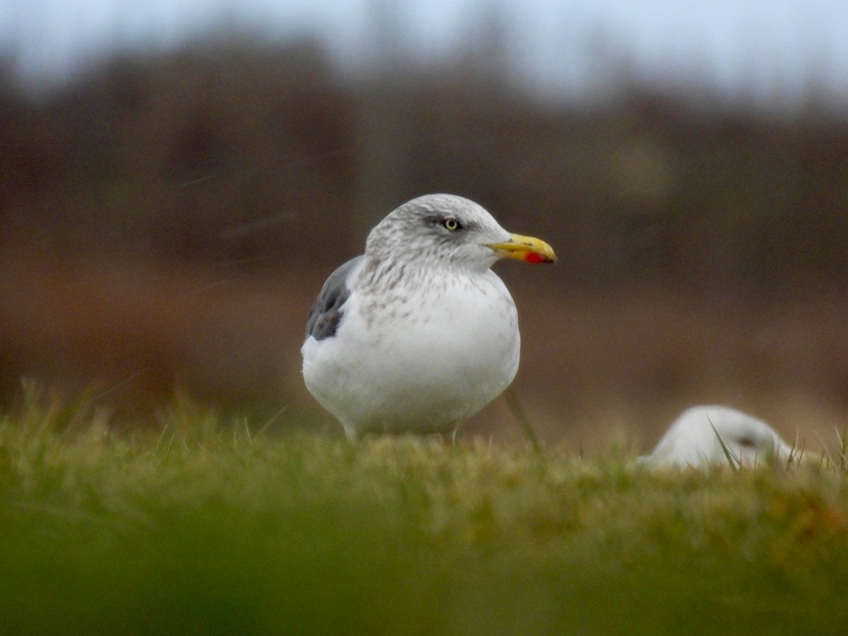 Мартин чорнокрилий - ML645889536