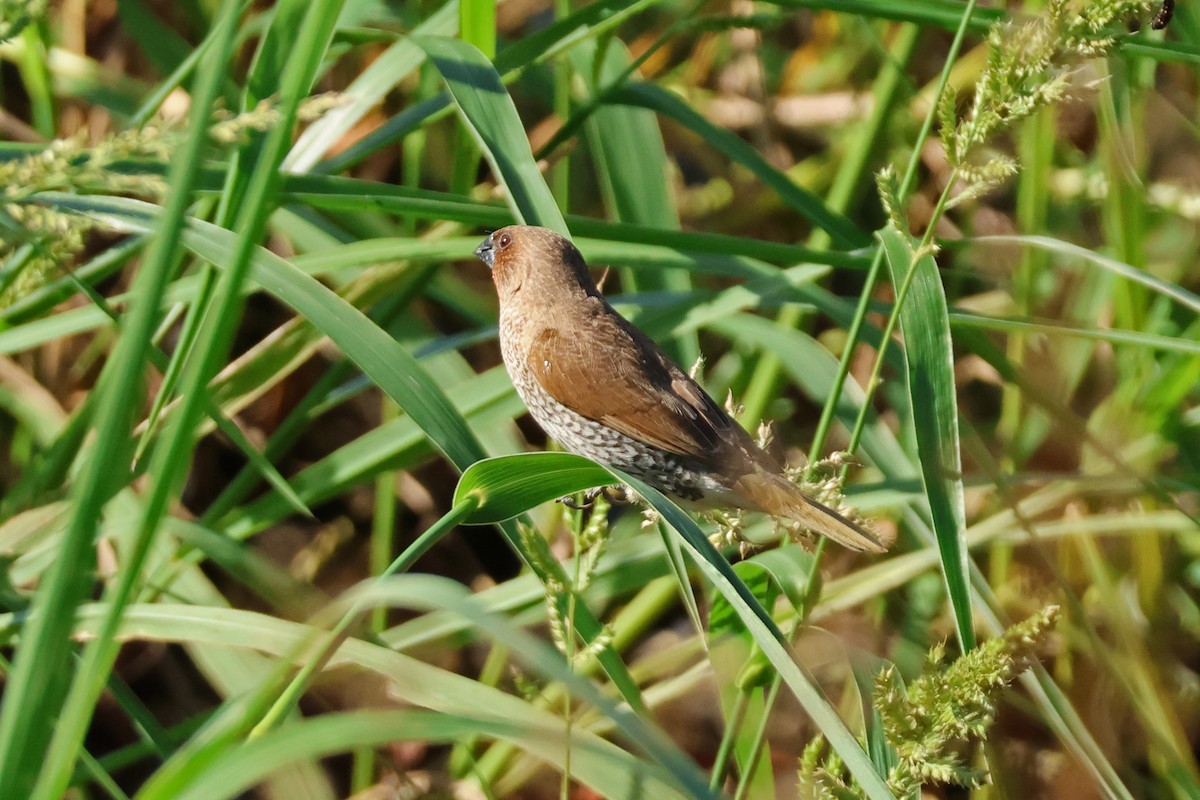 Мунія іржаста - ML645889537