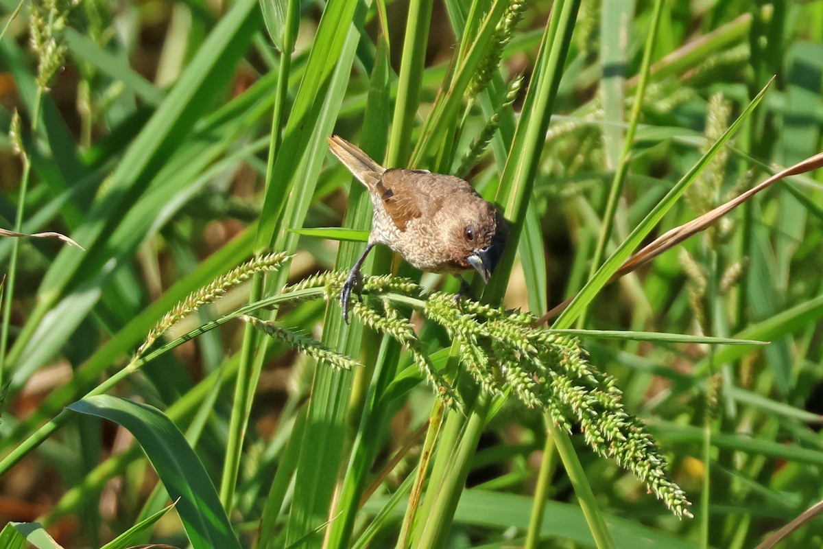 Мунія іржаста - ML645889538