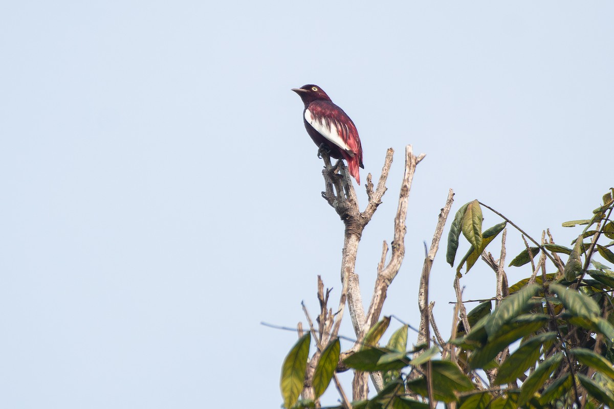 Сичик-горобець бразильський - ML645889544