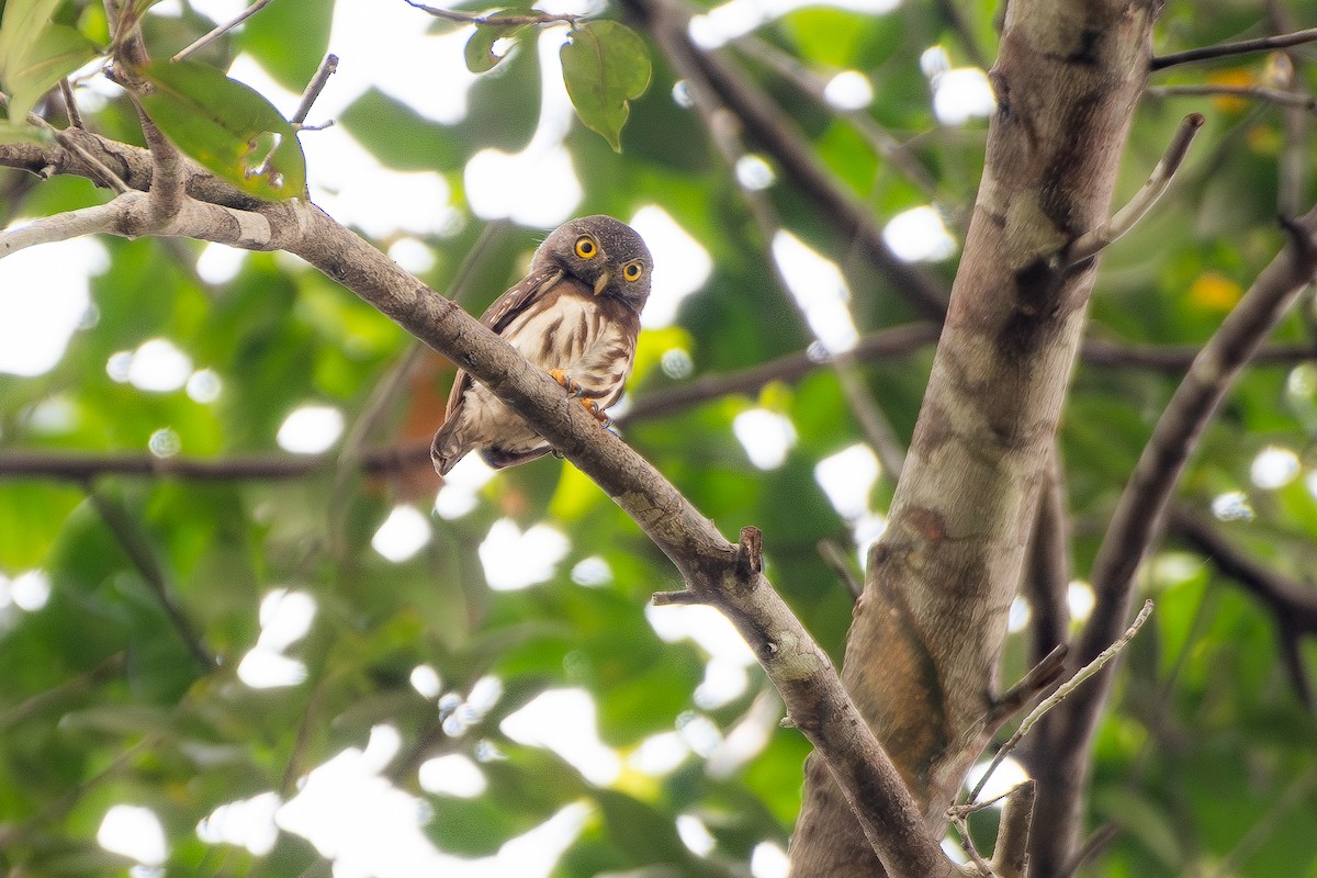 Сичик-горобець бразильський - ML645889545