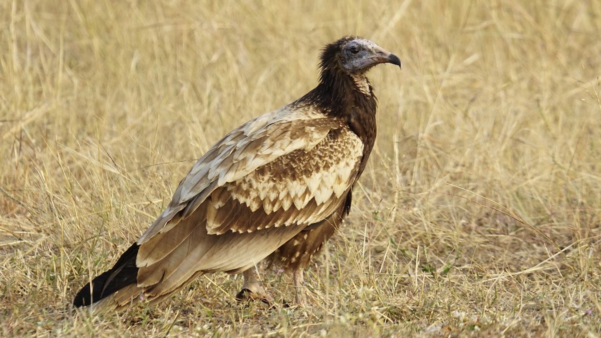 Egyptian Vulture - ML645889551