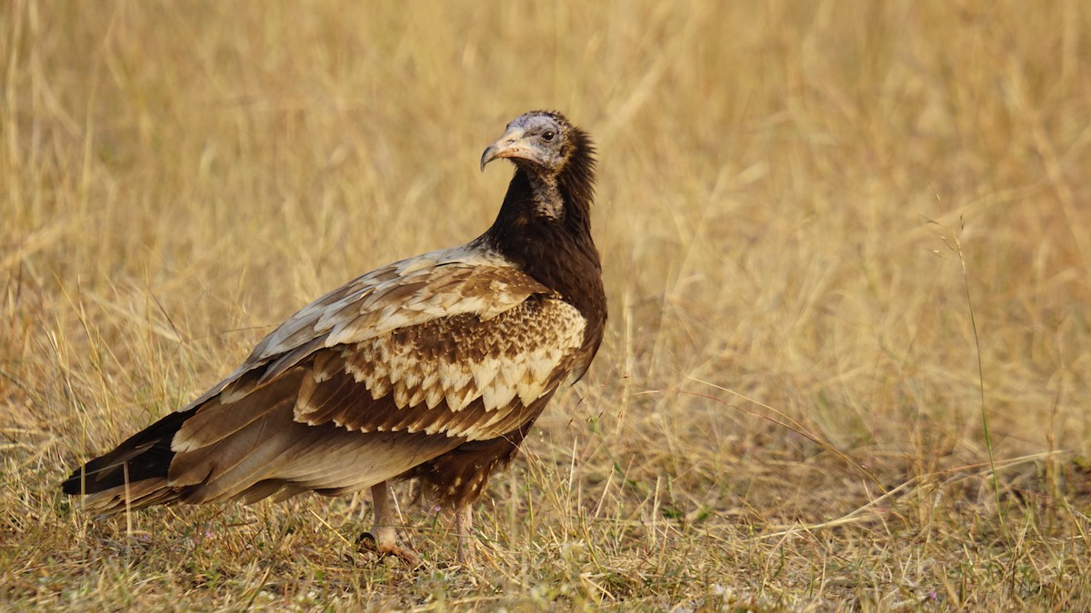 Egyptian Vulture - ML645889555