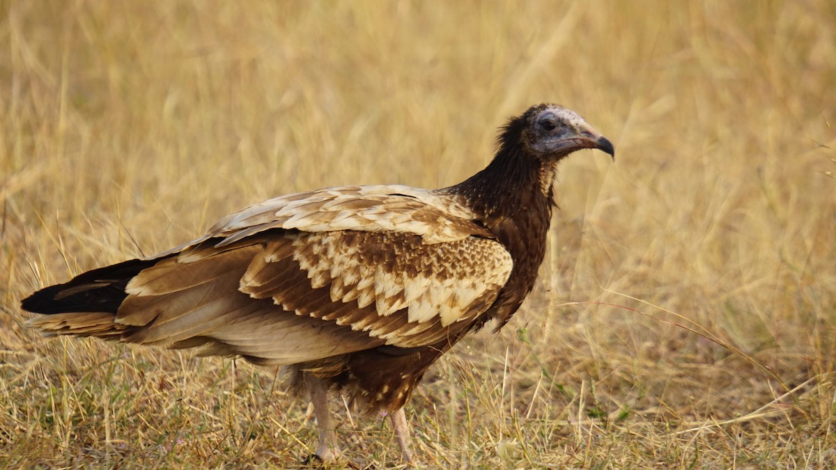 Egyptian Vulture - ML645889556