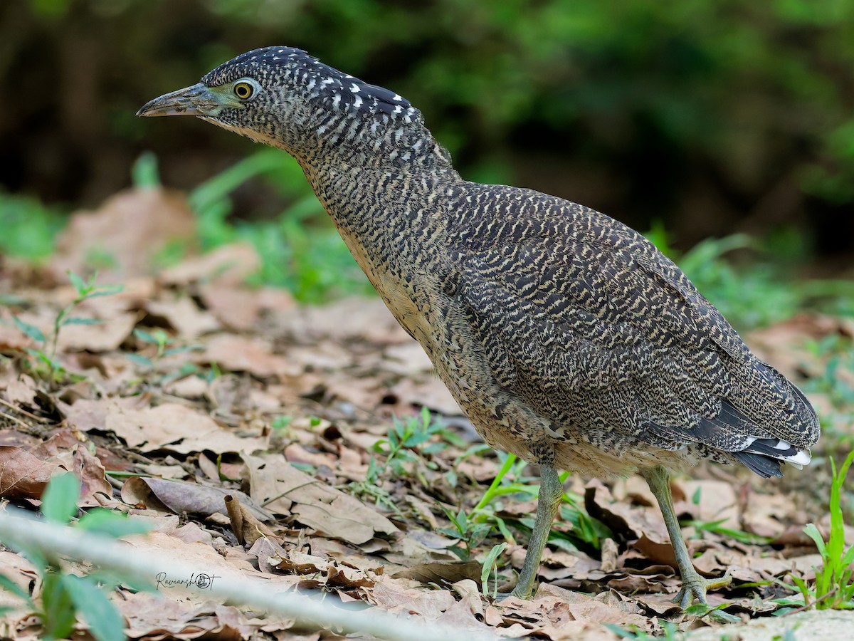 Malayan Night Heron - ML645889558