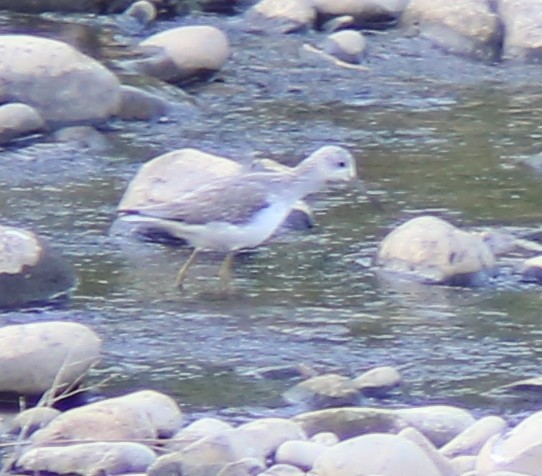 Green Sandpiper - ML645889559