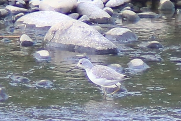 Green Sandpiper - ML645889560