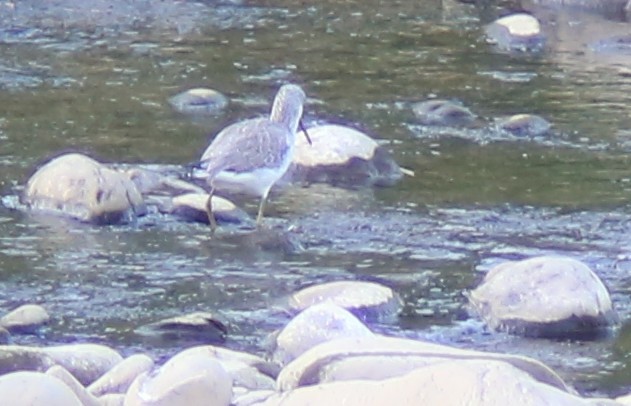 Green Sandpiper - ML645889561