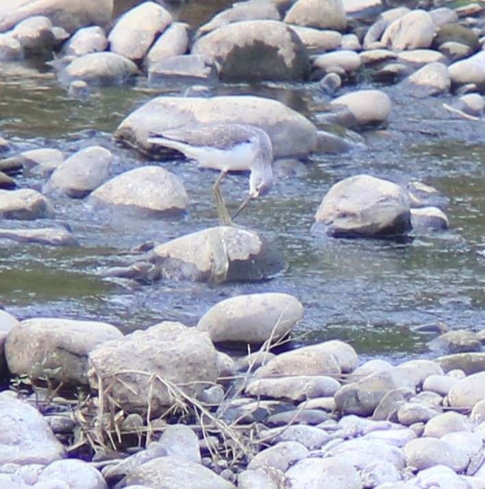 Green Sandpiper - ML645889562