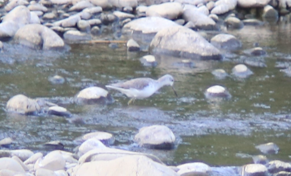 Green Sandpiper - ML645889563