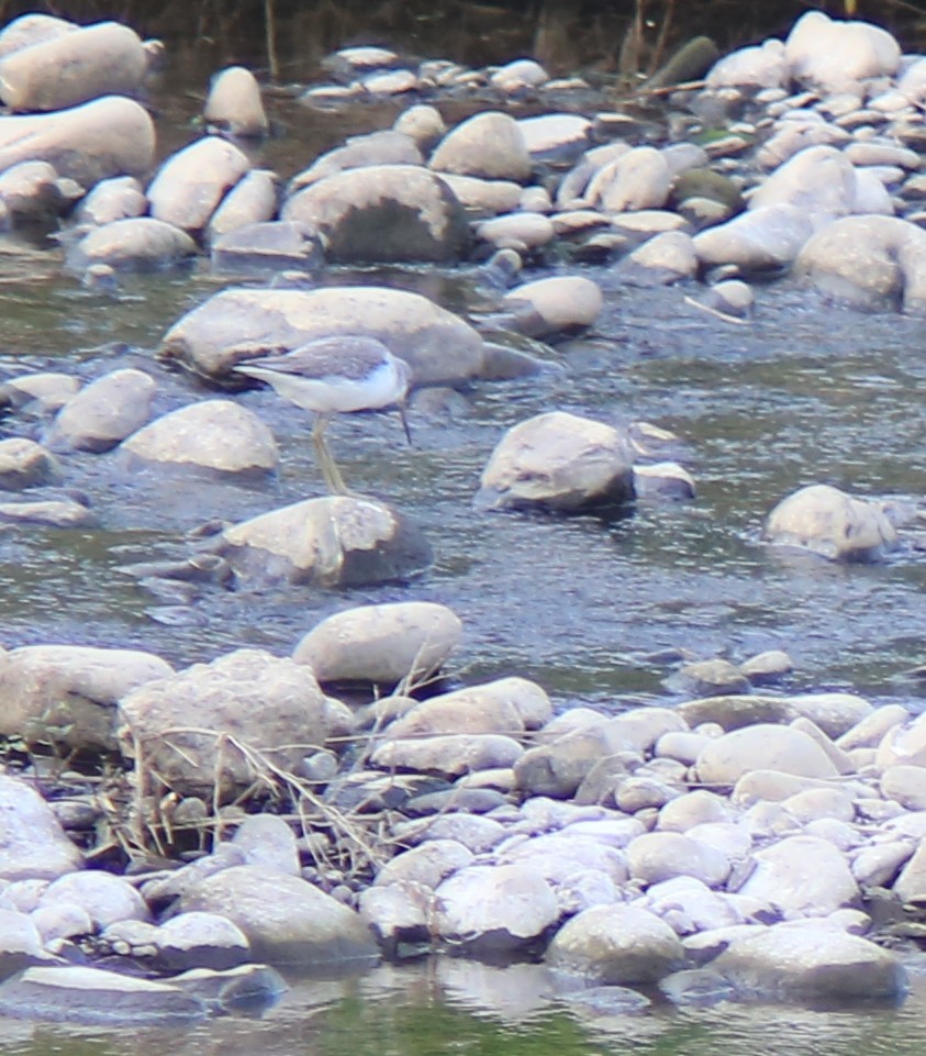 Green Sandpiper - ML645889564