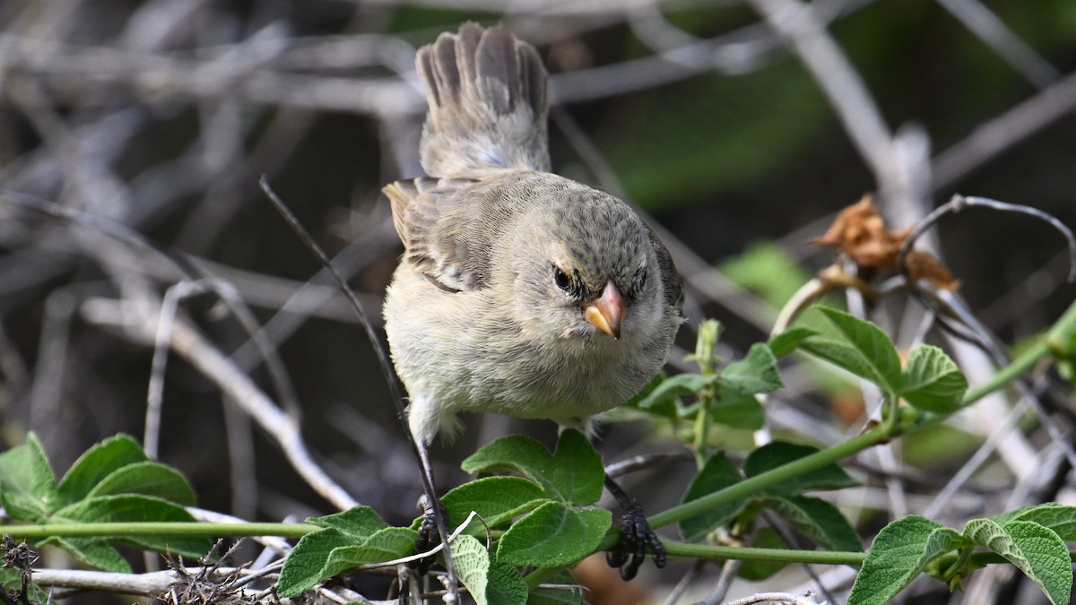 Small Tree-Finch - ML645889568