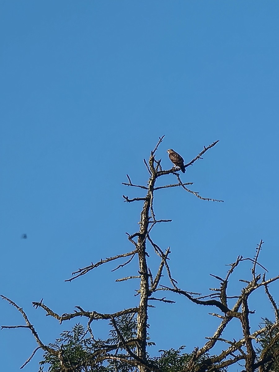 Common Buzzard - ML645889569