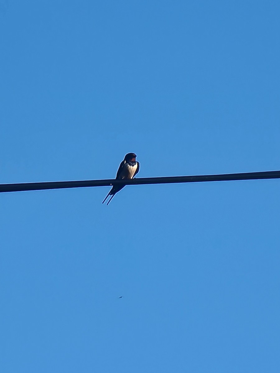Barn Swallow - ML645889572