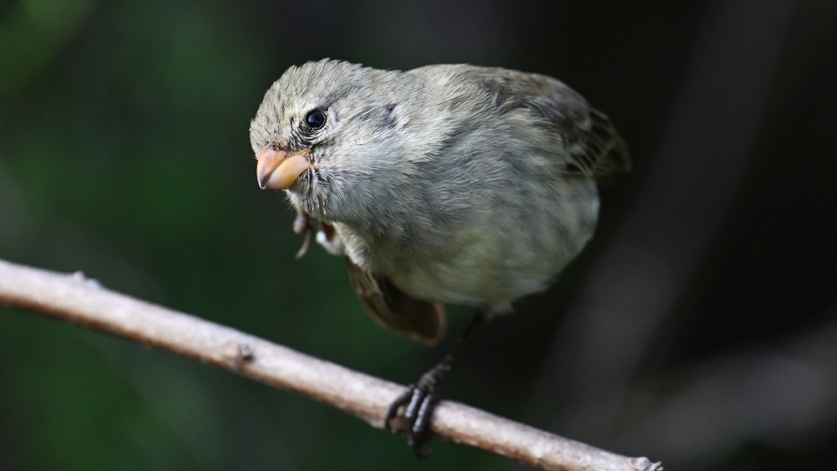 Small Tree-Finch - ML645889573