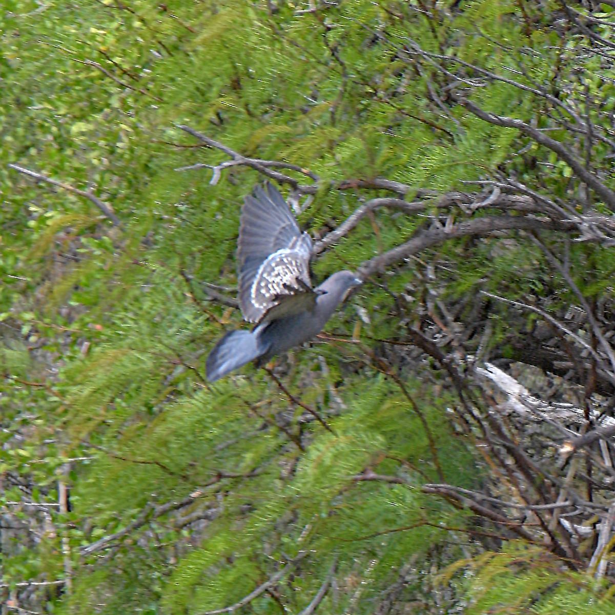 Spot-winged Pigeon - ML645889574